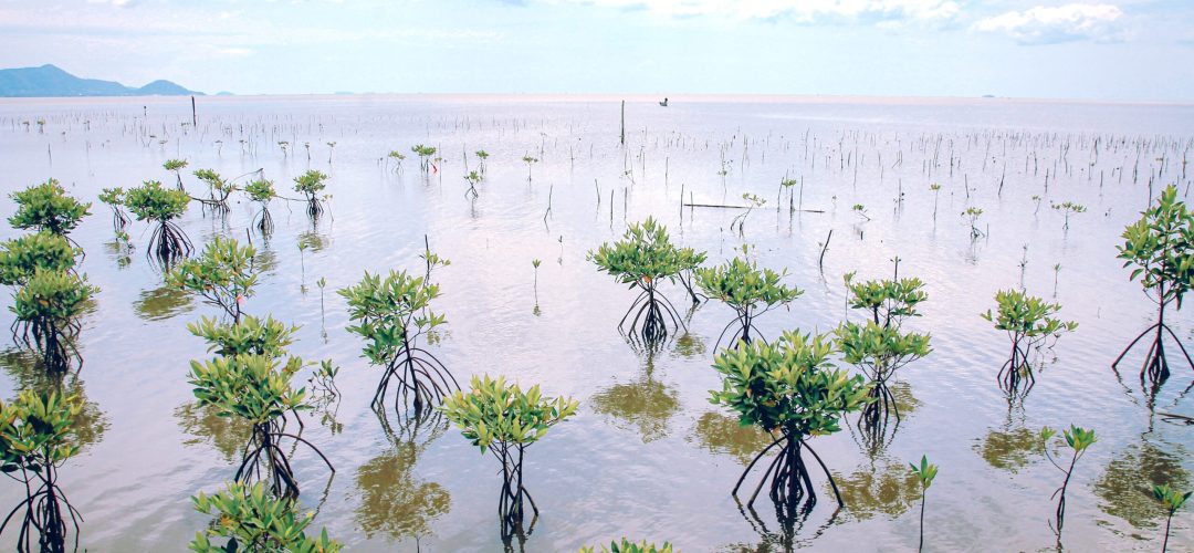 A closeup shot of  Mangrove tree saplings planted in the forest of Trapeang Sangkae in Kampot, Cambodia